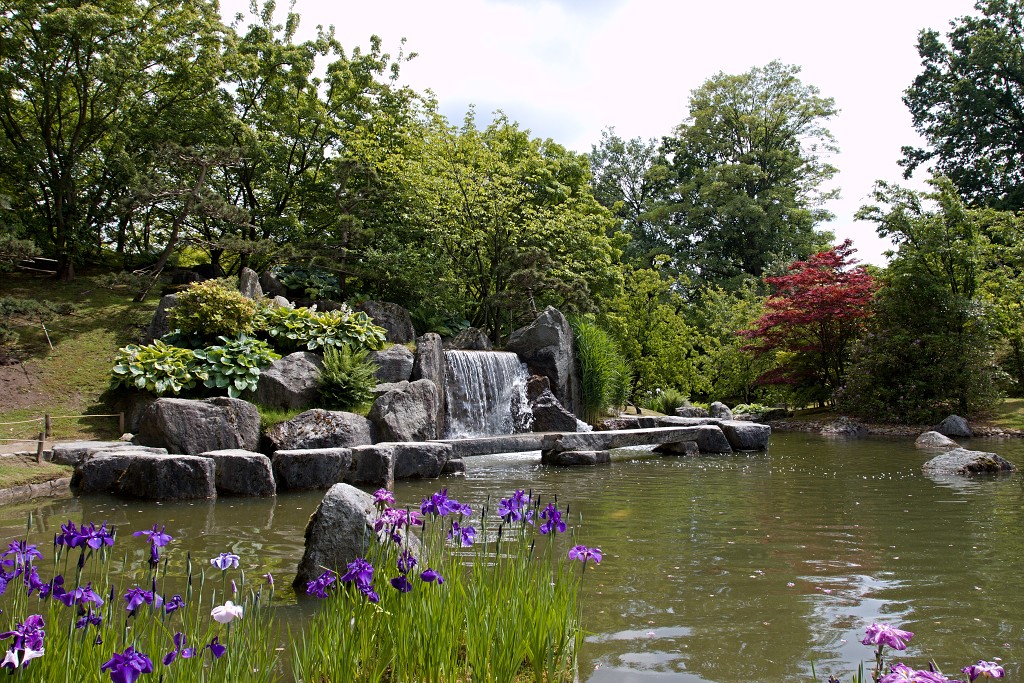 japanse tuin belgie hasselt koivissen gele Iris ensata koi Cyprinus carpio lente bloesem kersenbloesem voorjaar